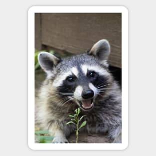 Smiling Raccoon! Sticker